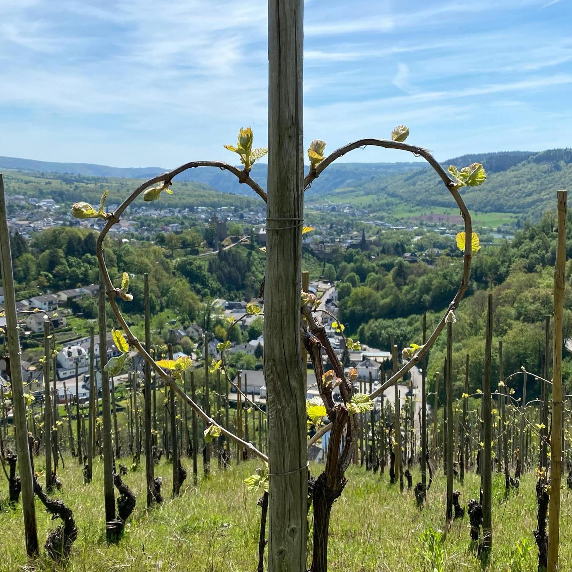 ザールブルク Weingut Dr Wagnerヴィラ エクステリア 写真