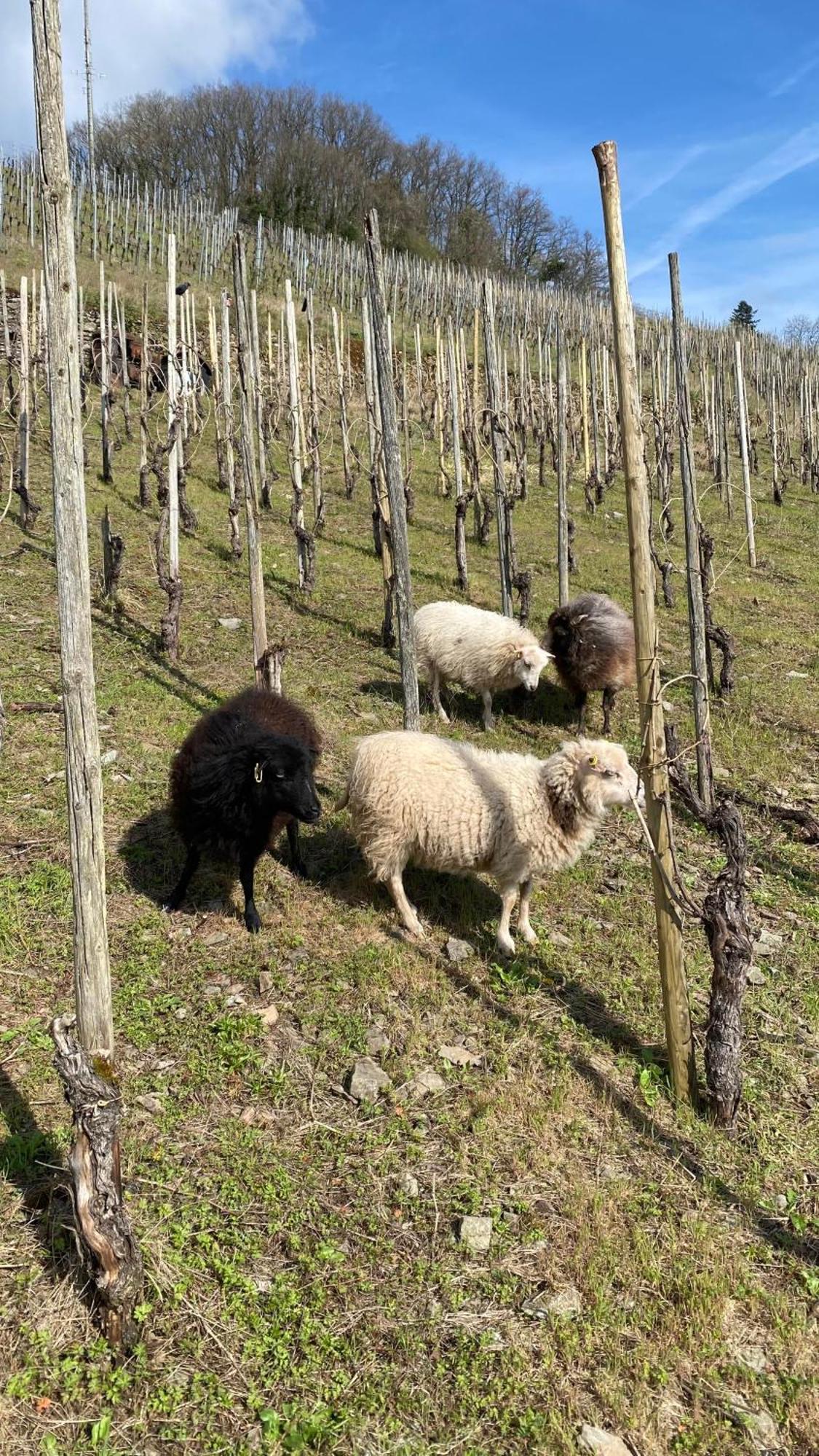 ザールブルク Weingut Dr Wagnerヴィラ エクステリア 写真